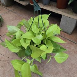 Neon queen pothos
8" pot
