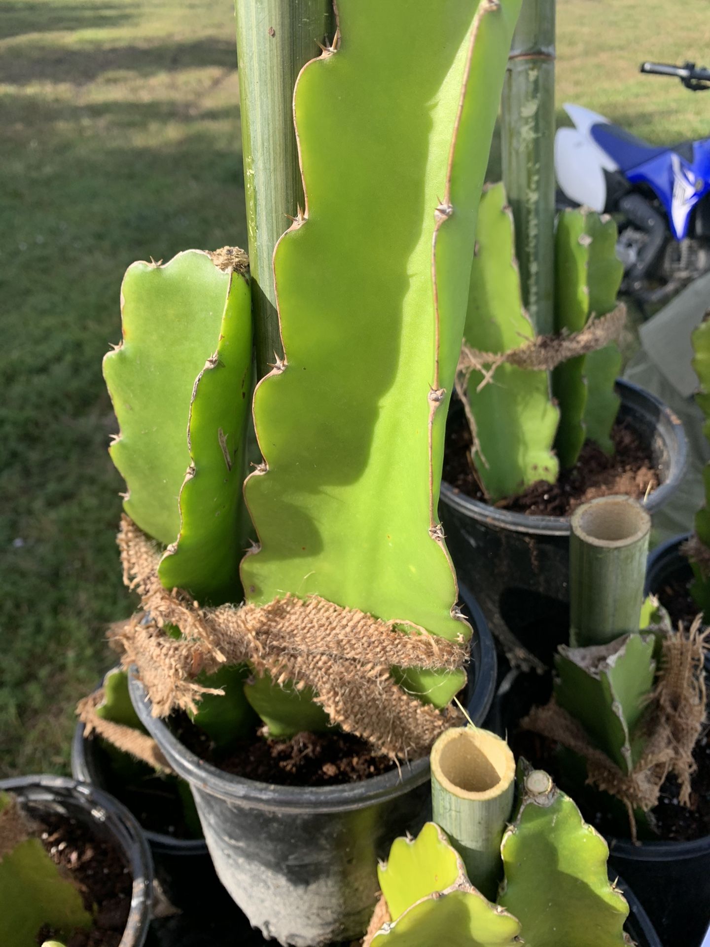 Dragon Fruit Tree