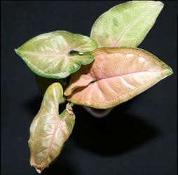 Regina Red Syngonium – Fully Rooted | Blush Pink Arrowhead Plant