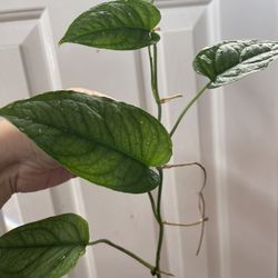 Monstera Siltipecana Plant CUTTING- Active Roots