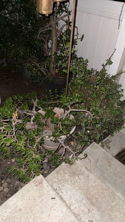 Plants that need a new home