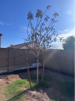 Pistache/Pistachio tree