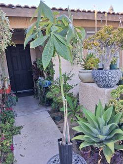 CLEARANCE SALES "Money Tree " $20