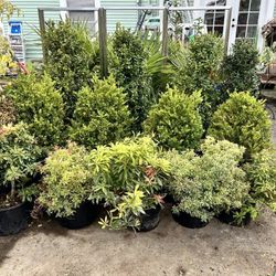 $69 Each Beautiful Boxwood Plant 