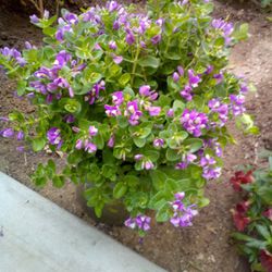 Petite Butterfly Plant