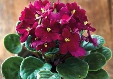 2 leaf cutting for propagation- African Violet