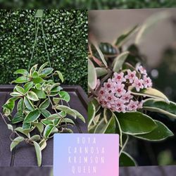 Hoya Krimson Queen 👑 Plant