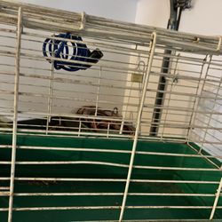 Animal Cage 