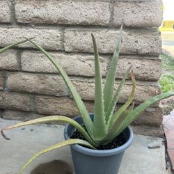 Aloe Vera Plant 🪴 
