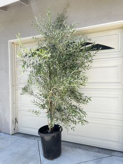 Fruitless olive trees 8ft Landscape Plants Ferns succulents palms grass pots