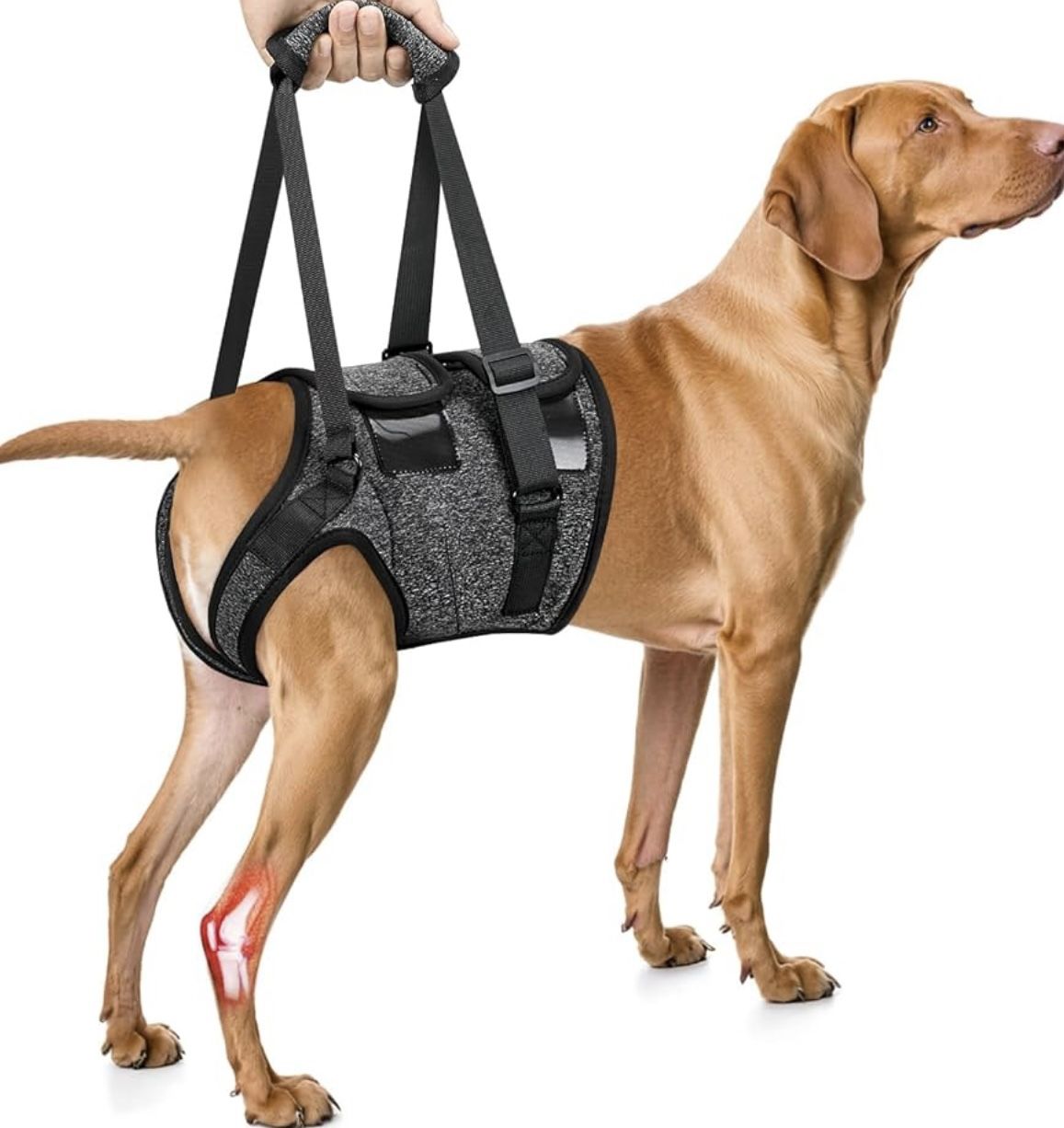 SlowTon Dog Lift Harness - Adjustable Dog Sling for Medium Large Dogs, Hind Leg Support to Help Rehabilitate, Soft Padded Dog Support Harness for Elde