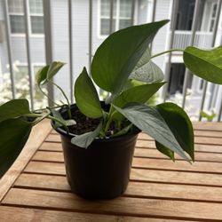 Indoor Plant 