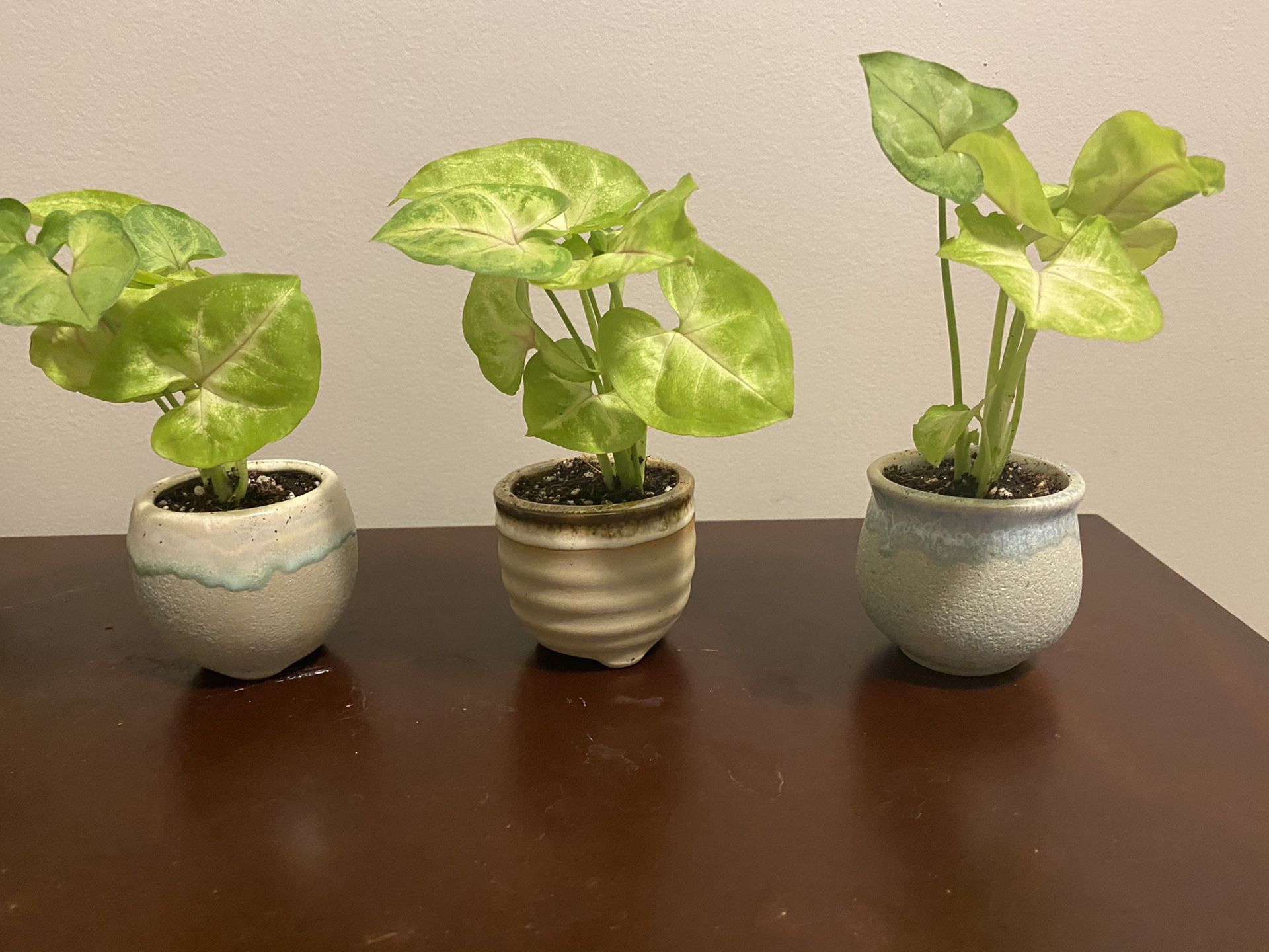 Baby Arrowhead Plant