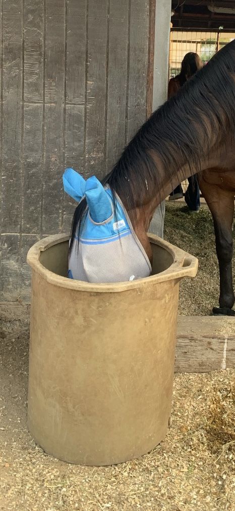 Horse Porter Grazer Feeder