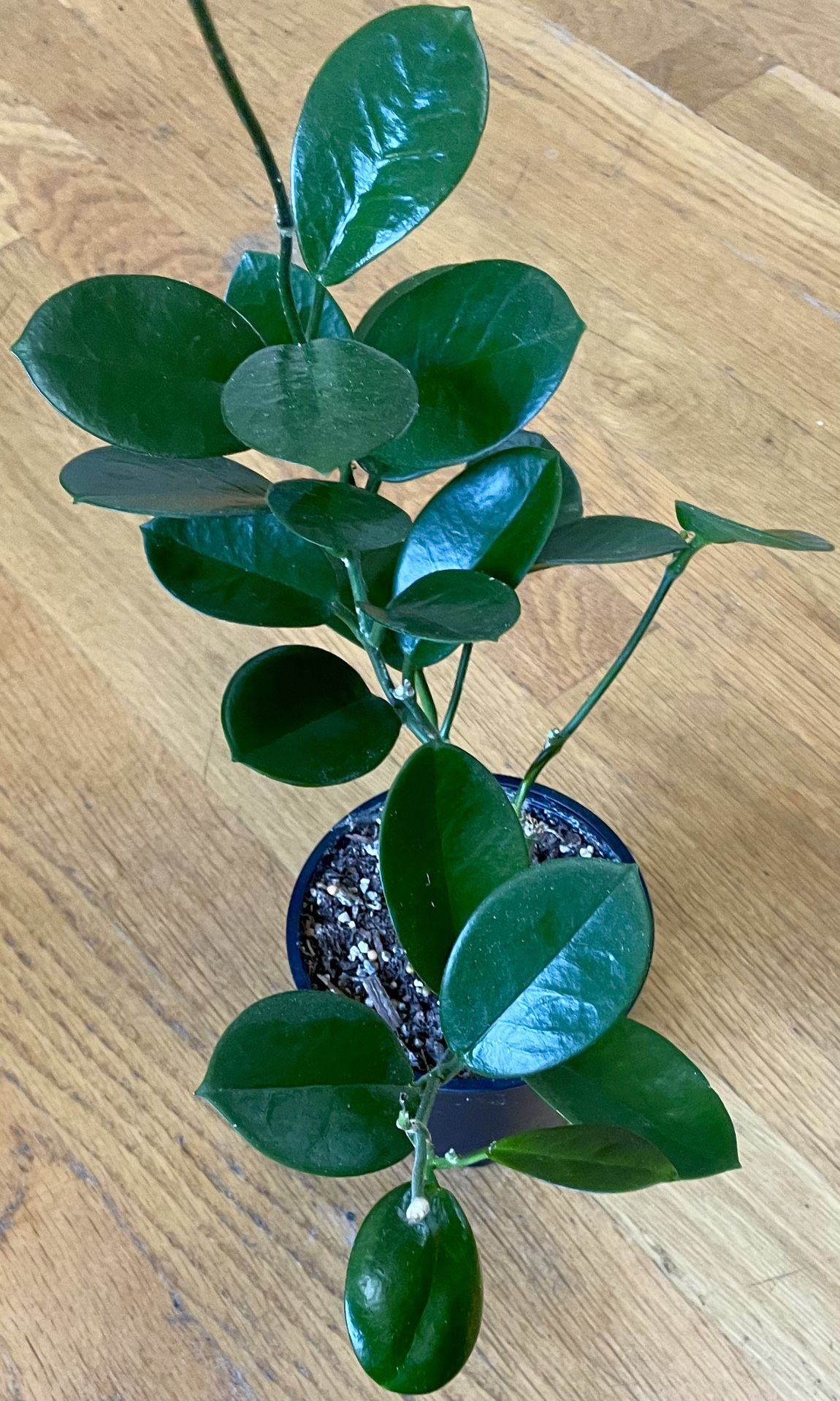 Non-Toxic Hoya Australis Plant / V-Day Sale ❤️/ Free Delivery Available