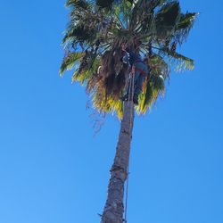 Palm