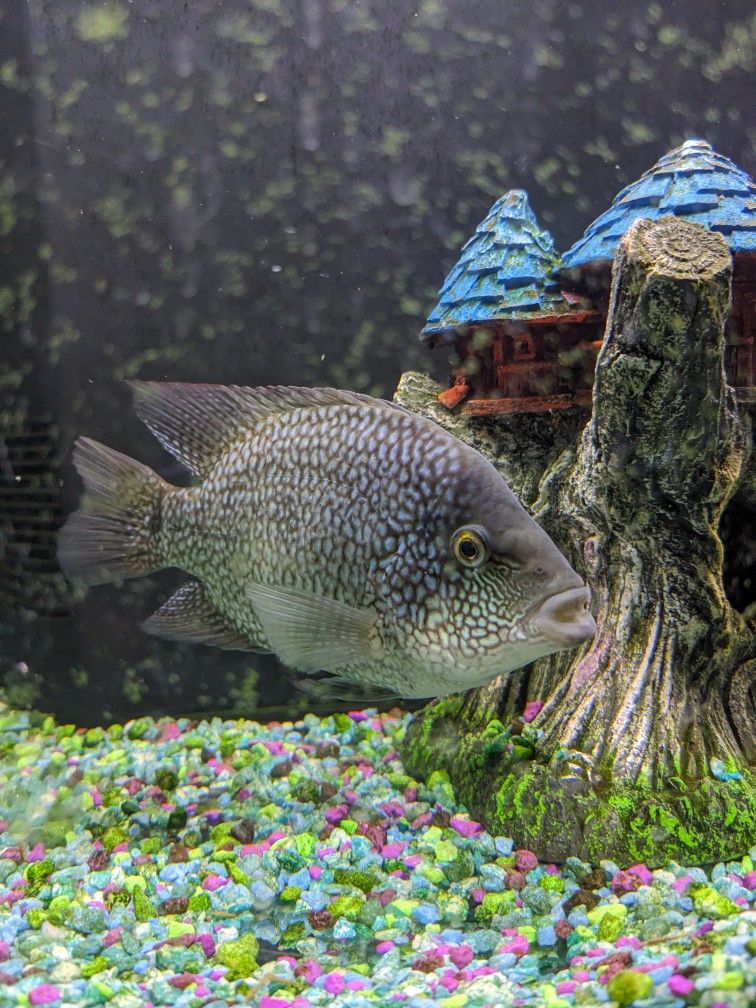 Fish Tank Decor