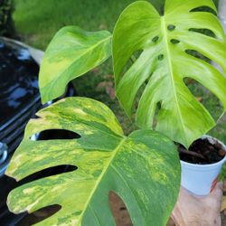 Monstera Aurea 