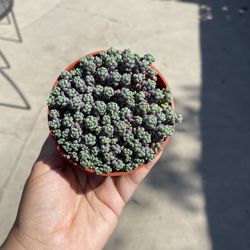 4” Purple Sedum Succulent