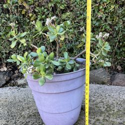 Large Jade Plant