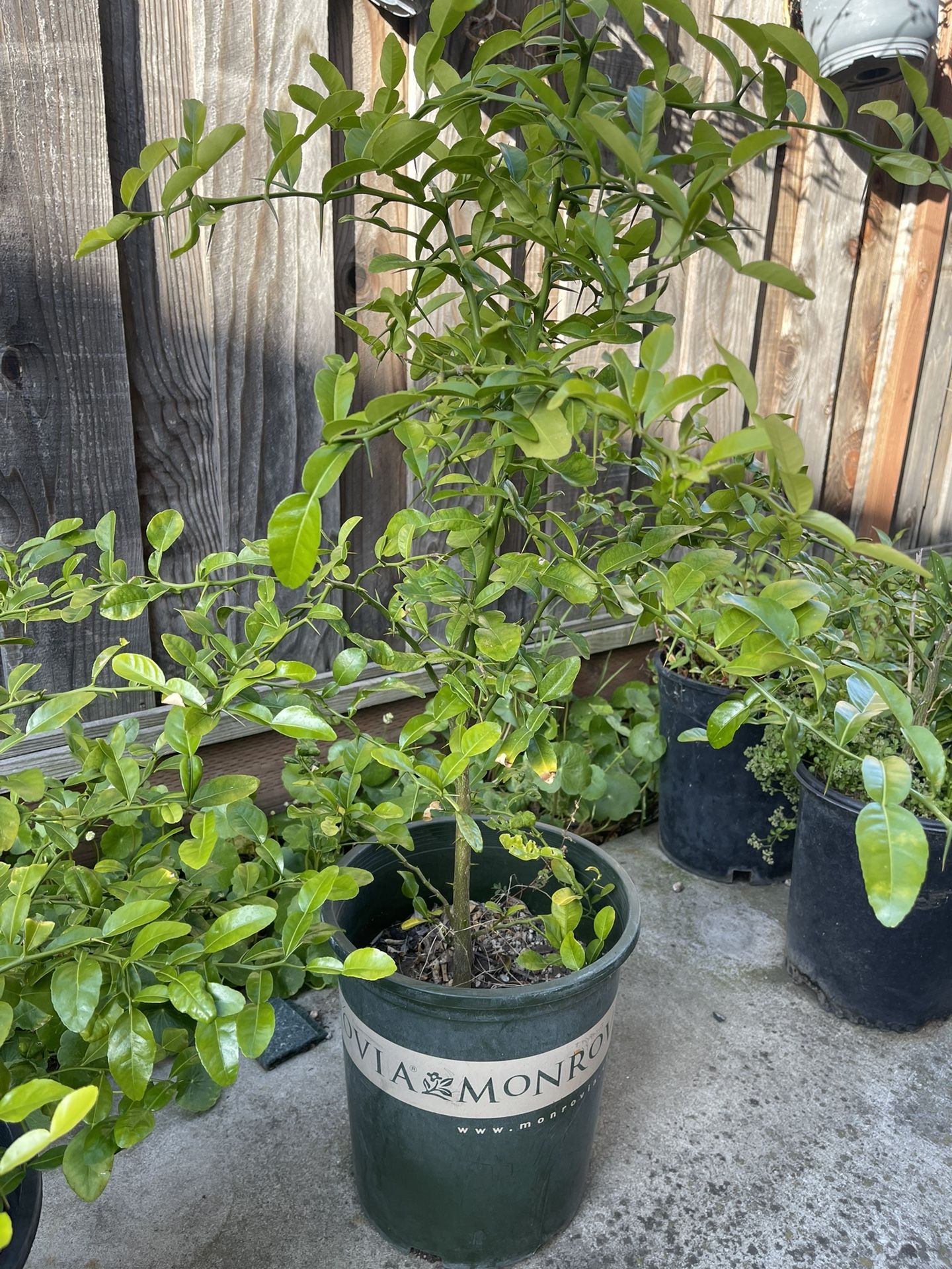 Kaffir Lemon Tree