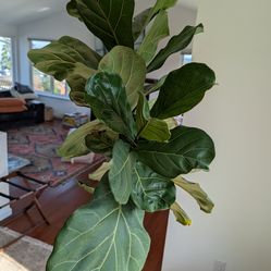 6.5' Fiddle Leaf Plant