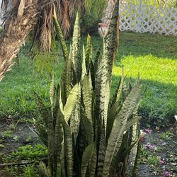 Snake Plant 
