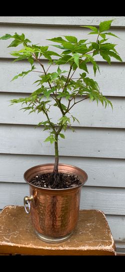 Bonsai, Japan, maple, 18 inch