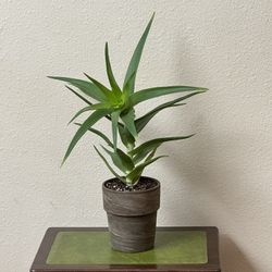 Live Aloe Vera Plants Qty. 2 @ $10.00 each