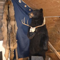 Taxidermy Full Mount Black Bear