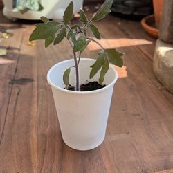 Organic Purple Tomatoe Plant