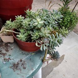 Succulent ($35)