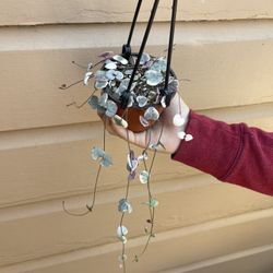 4” Variegated String Of Hearts