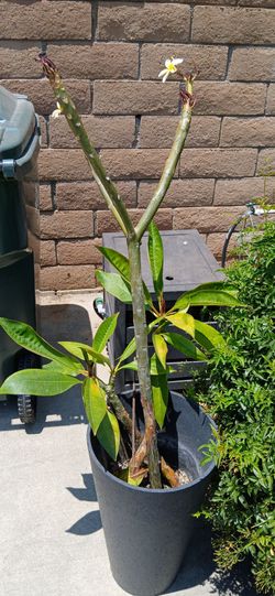 Plumeria branch
