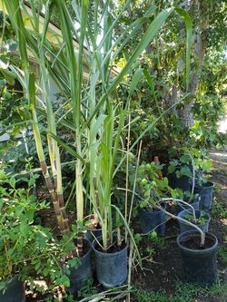 Sugarcane Tree