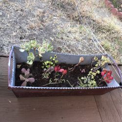 Mix Succulent 
