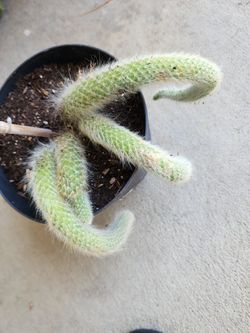 Monkey Tail Cactus