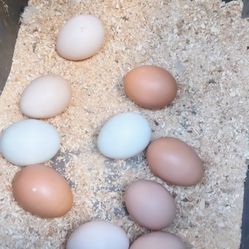 Fresh Eggs