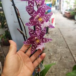 Orchid 