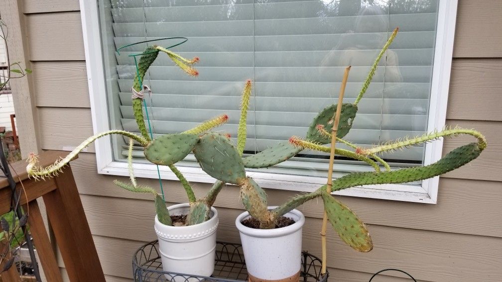 Unique Cactus Plants With White Ceramic Pots