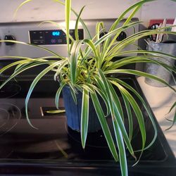 Spider Plant