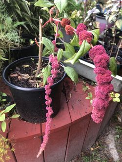 Pink Dread  Plant