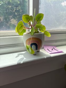 Pilea Peperomioides Plant in Rainbow Pot