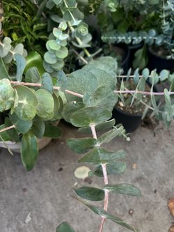 Eucalyptus