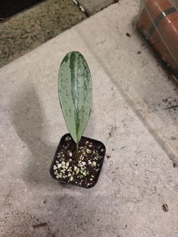 Hoya Pubicalyx Pink very silver