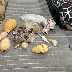 Sea Shells