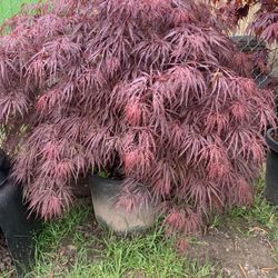 Crimson Queen Maple  Trees 