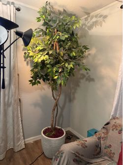 Bringing the outside inside beautiful ficus tree