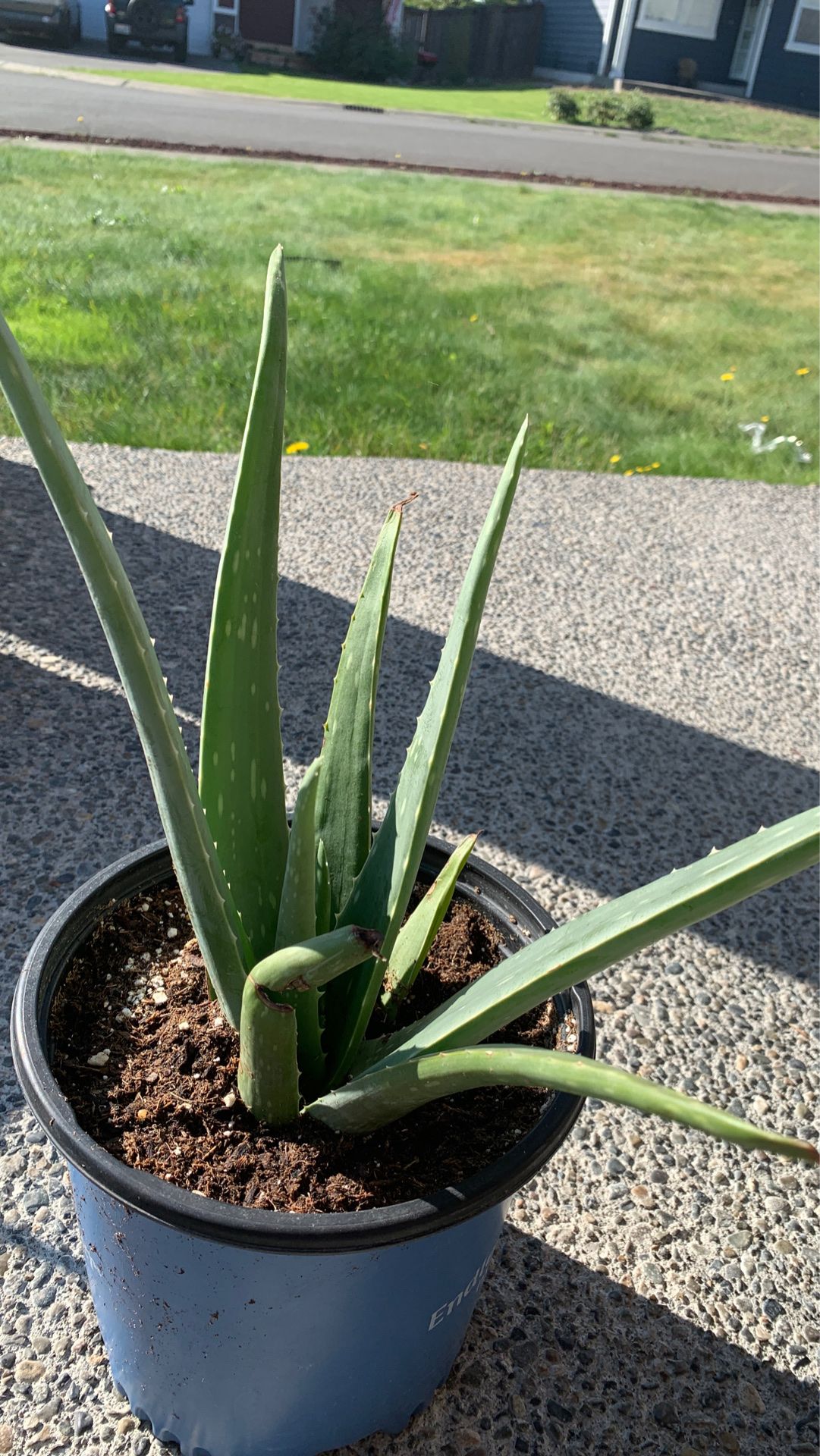 Aloe Vera