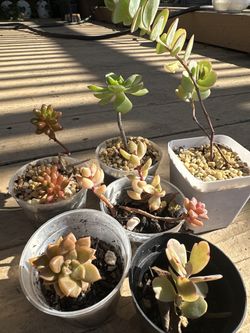 Assorted Succulents 